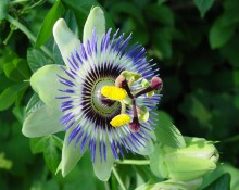 Passion Fruit